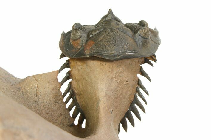 Stunning Metacanthina Trilobite - Lghaft, Morocco #350536